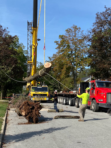 J's Tree Trimming & Removal, Inc.