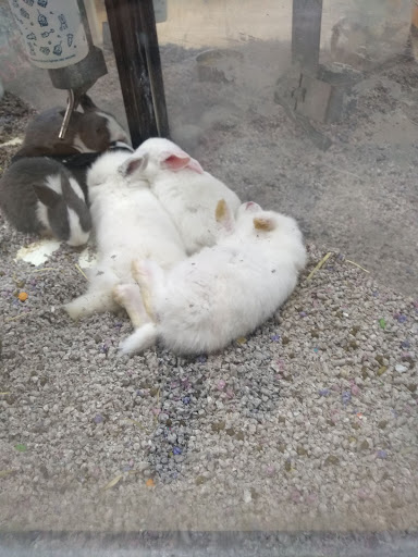 Pet Supply Store «Pet Depot», reviews and photos, 244 Seville St, Florence, AL 35630, USA