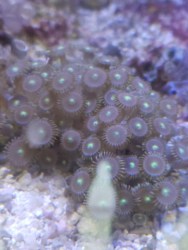 Tropical Fish Store «Saltwater Island», reviews and photos, 15214 Manchester Rd, Ballwin, MO 63011, USA