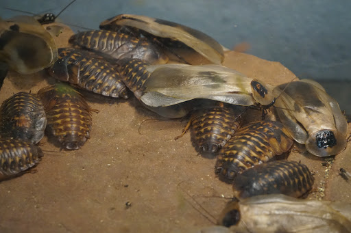 Zoo «Reptile Zoo», reviews and photos, 22715 US-2, Monroe, WA 98272, USA