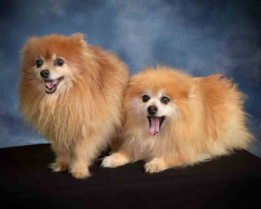 Pet Supply Store «IncrediPet», reviews and photos, 306 Southland Dr, Lexington, KY 40503, USA