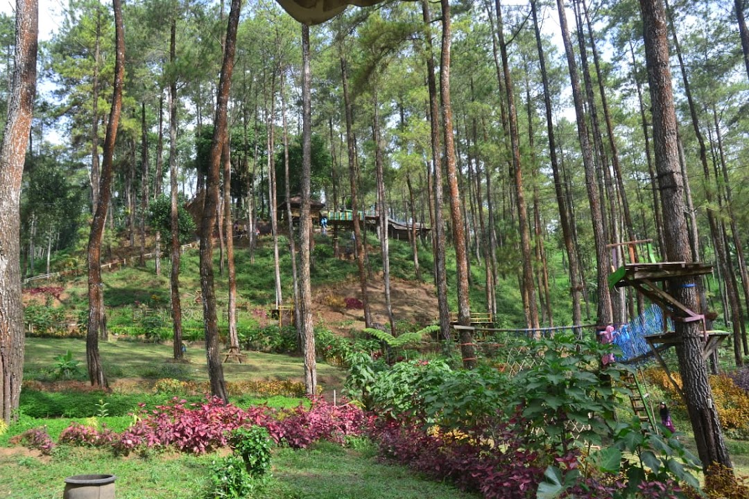 Taman Pinus