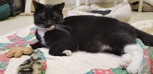 Animal Shelter «Coastal Humane Society», reviews and photos