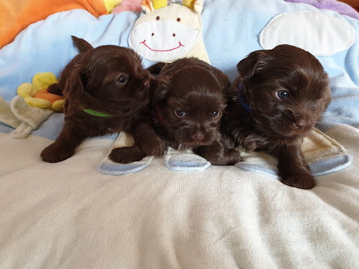Hundeshop unter Steinsfeld, 