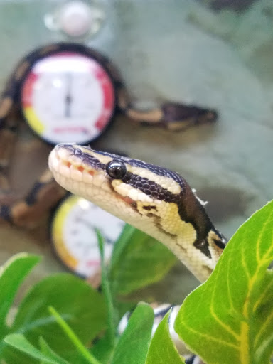 Pet Supply Store «Petco Animal Supplies», reviews and photos, 1018 Mt Prospect Plaza, Mt Prospect, IL 60056, USA