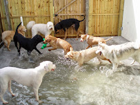 Sheldegren Pet Resort & Salon - Photo 8 - Car repair in Safety Harbor, FL, Clearwater