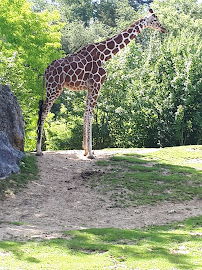 Zone des Girafes du Restaurant Le Tropical à Saint-Aignan - n°6