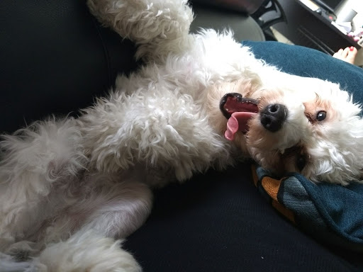 Park «Desert Breeze Park», reviews and photos, 8275 Spring Mountain Rd, Las Vegas, NV 89147, USA