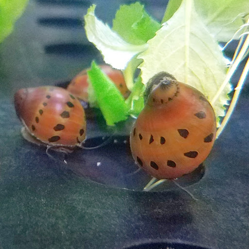 Pet Supply Store «Petco Animal Supplies», reviews and photos, 7215 170th Ave NE #115, Redmond, WA 98052, USA