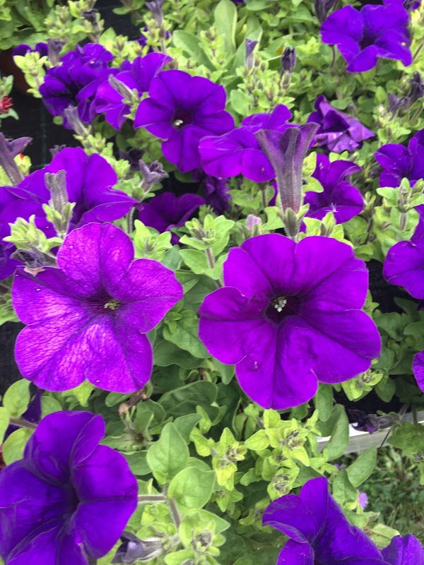 Imagen de El Roble (22 de 27)