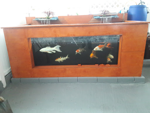 Pet Store «Aquarium Paradise», reviews and photos, 234 Washington Ave, Belleville, NJ 07109, USA