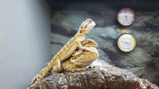 Pet Supply Store «Petco Animal Supplies», reviews and photos, 877 Central Ave, Dover, NH 03820, USA