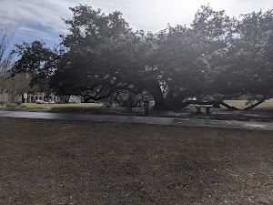 Friendship Oak - photo 97