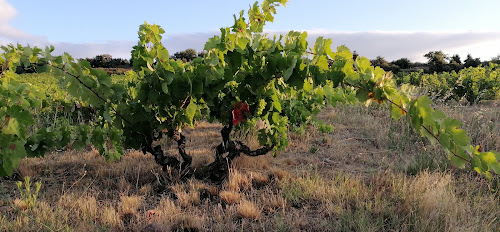 DOMAINE ROUSSELIN à Lesquerde