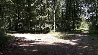 Route des Bouleaux à Fleurines
