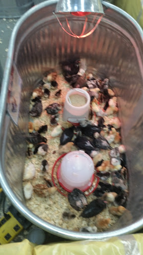 Home Improvement Store «Tractor Supply Co.», reviews and photos, 418 Napa Junction Rd, American Canyon, CA 94503, USA