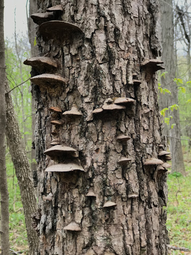 Nature Preserve «Harms Woods», reviews and photos, Harms Rd, Glenview, IL 60025, USA