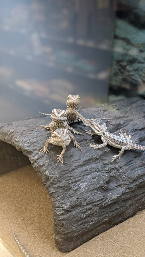 Pet Supply Store «Petco Animal Supplies», reviews and photos, 9111 Metropolitan Ave, Rego Park, NY 11374, USA