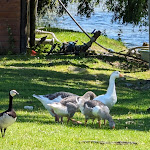 Photo n° 11 de l'avis de Pierre.e fait le 11/06/2024 à 12:58 pour La ferme des Cara-Meuh ! à Vains