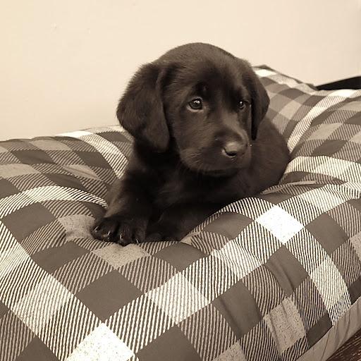 Pet Store «PV Pets», reviews and photos, 233 S Broadway, Pennsville, NJ 08070, USA