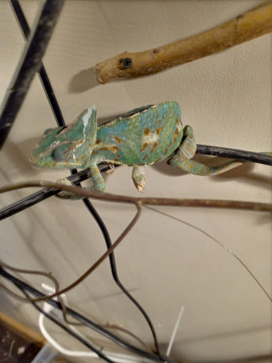 Pet Store «Tye-Dyed Iguana - Reptiles», reviews and photos, 1905 W U.S. 50, Fairview Heights, IL 62208, USA