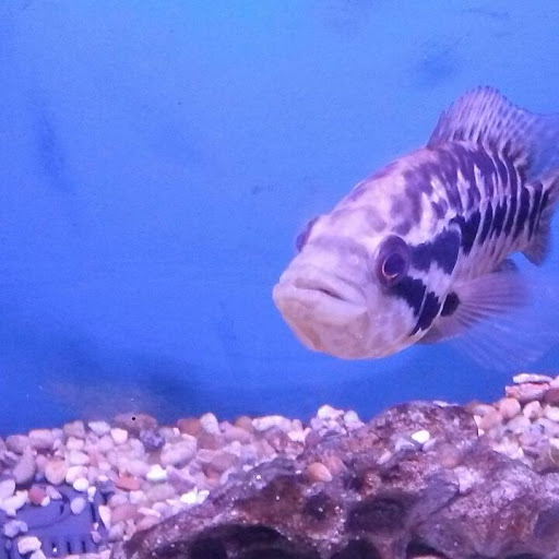 Aquarium «Crystal Reef Aquariums», reviews and photos, 311 Pass Rd, Gulfport, MS 39507, USA