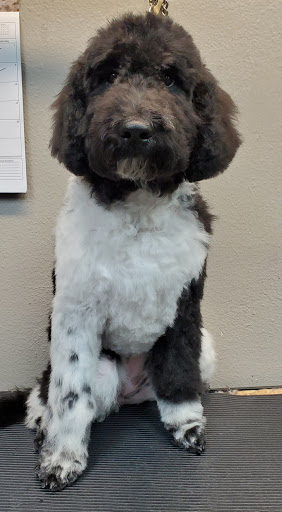 Pet Groomer «Pretty Paws Salon & Spa», reviews and photos, 604 S 77 Sunshine Strip, Harlingen, TX 78550, USA