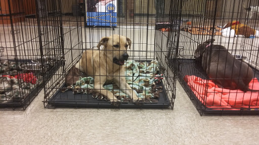 Pet Supply Store «PetSmart», reviews and photos, 2901 Texas Sage Trail, Fort Worth, TX 76177, USA