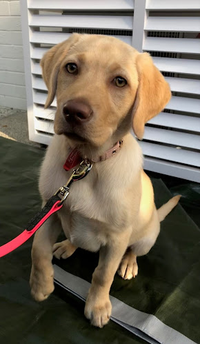 Tony the Dog Trainer - Dog trainer