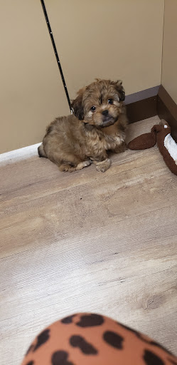 Pet Store «Petland», reviews and photos, 5470 Dixie Hwy, Fairfield, OH 45014, USA