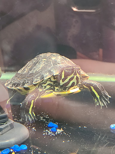 Pet Supply Store «Petco Animal Supplies», reviews and photos, 672 Freeman Ln, Grass Valley, CA 95945, USA