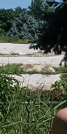 Zoo «Arctic Ring of Life», reviews and photos, 8450 W 10 Mile Rd, Royal Oak, MI 48067, USA