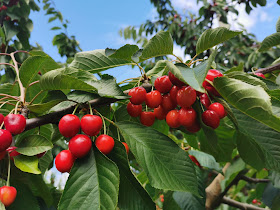 Cheeki Cherries, PYO Orchard