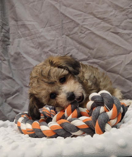 Pet Store «Four Paws and a Tail», reviews and photos, 120 Northtown Dr, Blaine, MN 55434, USA