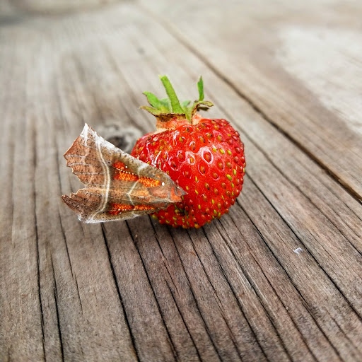 Hardware Store «Ham Lake Hardware Hank», reviews and photos, 17426 MN-65, Ham Lake, MN 55304, USA