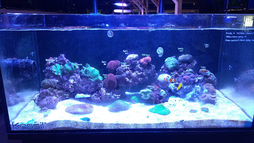 Tropical Fish Store «Manhattan Aquariums», reviews and photos, 522 W 37th St, New York, NY 10018, USA