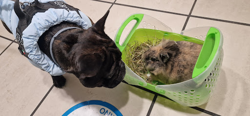 Pensioni per cani e dog hotel a Pronto Soccorso Veterinario