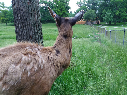 Zoo «Lords Park Zoo», reviews and photos, 325 Hiawatha Dr, Elgin, IL 60120, USA