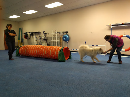 Brooklyn Dog Training Center