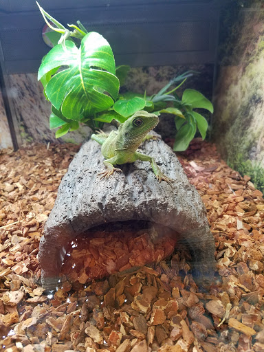 Pet Supply Store «Petco Animal Supplies», reviews and photos, 453 Encinitas Blvd, Encinitas, CA 92024, USA