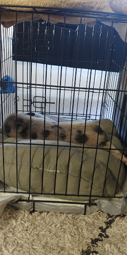 Pet Store «Pet Station Reno», reviews and photos, 5065 S McCarran Blvd, Reno, NV 89502, USA