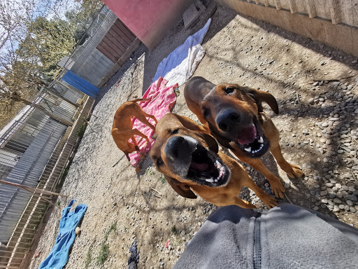 Hôtels pour chiens Marseille