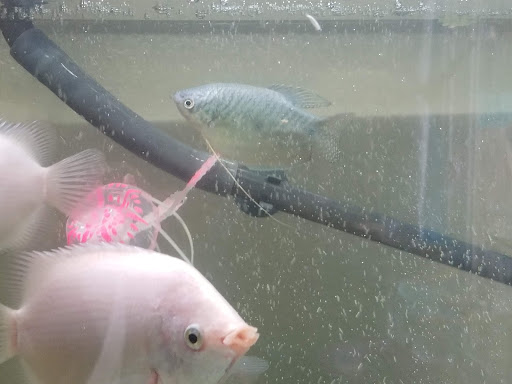 Pet Store «Kahoots Pet Store», reviews and photos, 2616 El Camino Real, Carlsbad, CA 92008, USA