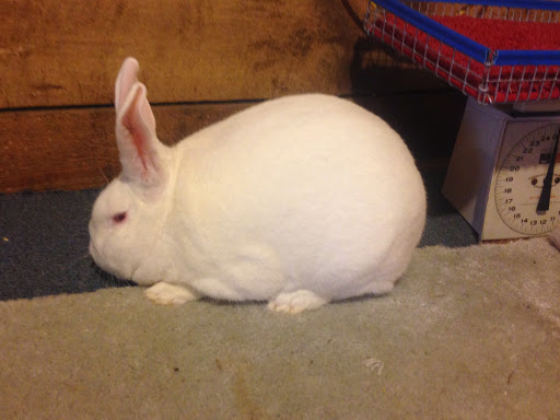 Silver Ridge Rabbitry and Farms