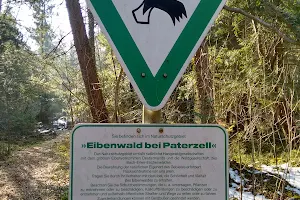 Natural Monument Paterzeller Eibenwald image