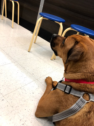 Pet Supply Store «PetSmart», reviews and photos, 4421 Virginia Beach Blvd, Virginia Beach, VA 23462, USA