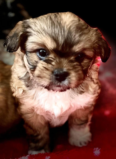 Pet Store «Firehouse Pet Shop & Grooming», reviews and photos, 17 S Wenatchee Ave, Wenatchee, WA 98801, USA