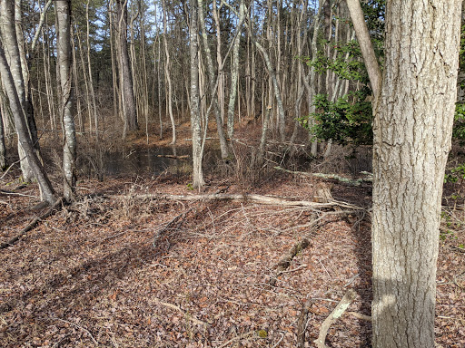 Nature Preserve «Edwin B. Forsythe National Wildlife Refuge- deCamp Wildlife Trail», reviews and photos, 365 Mantoloking Rd, Brick, NJ 08723, USA