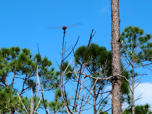 Learning Center «Oxbow Eco-Center», reviews and photos, 5400 NE St James Dr, Port St Lucie, FL 34983, USA