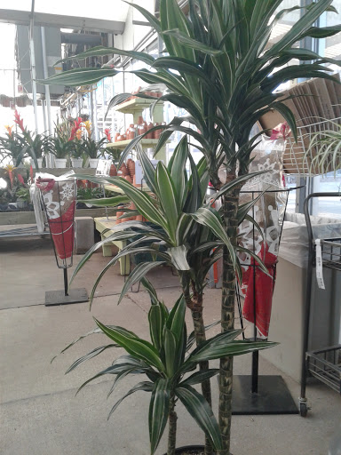 Plant shops in Dallas